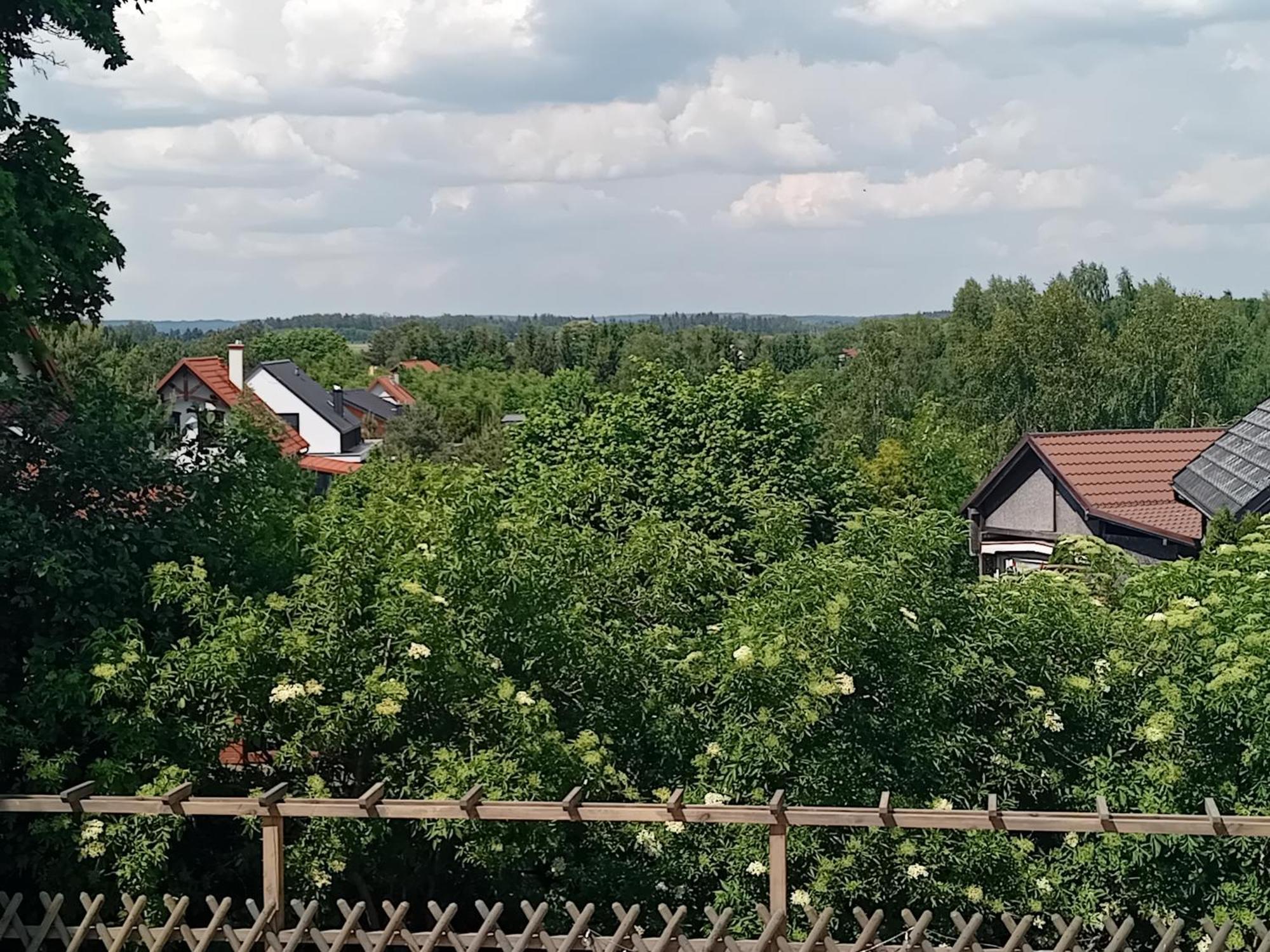 Goscinne Sloneczny Klon *