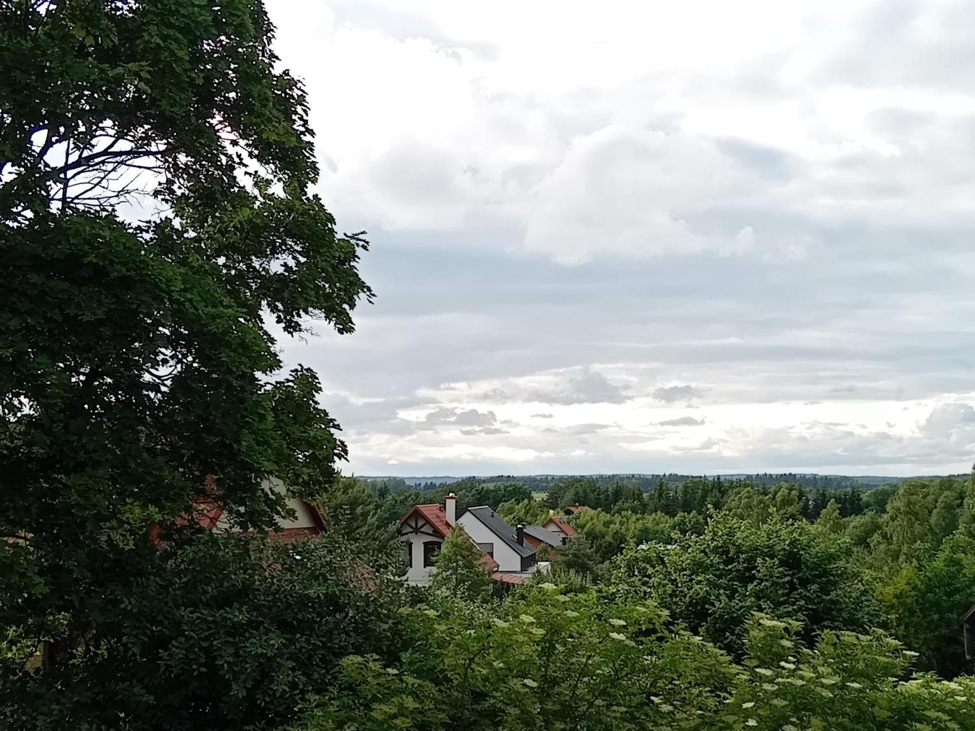 Goscinne Sloneczny Klon *