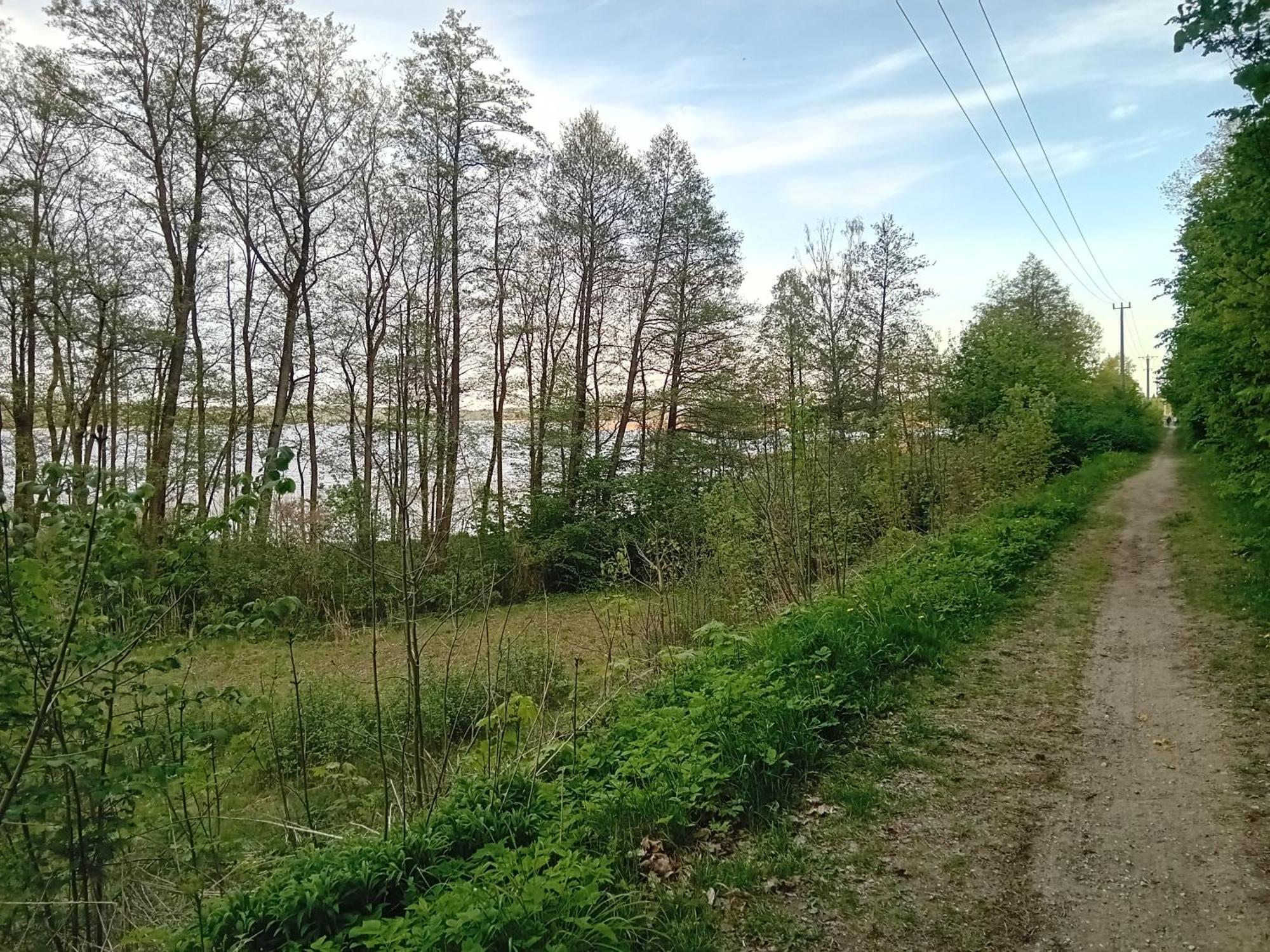 Goscinne Sloneczny Klon