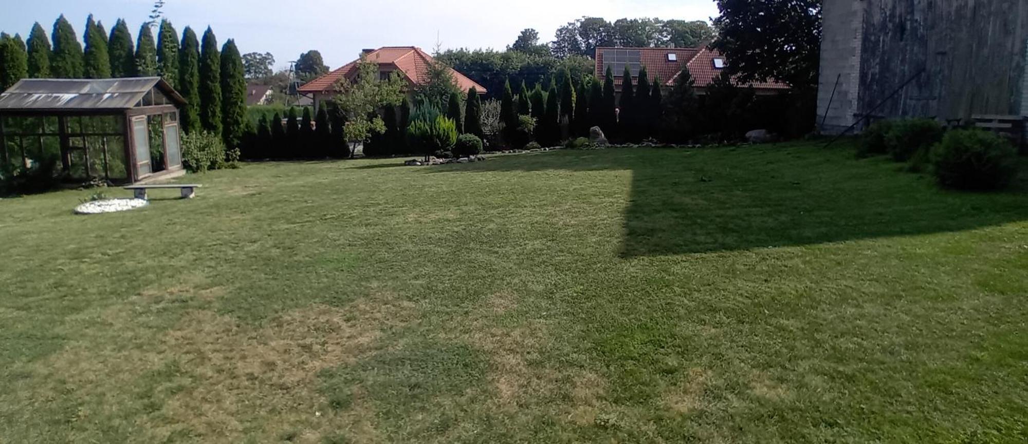 Goscinne Sloneczny Klon *